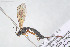  ( - HYMNI3874)  @11 [ ] Creative Commons  Attribution Non-Commercial Share-Alike (2025) NTNU University Museum, Department of Natural History NTNU University Museum, Department of Natural History