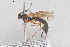  ( - HYMNI3876)  @11 [ ] Creative Commons  Attribution Non-Commercial Share-Alike (2025) NTNU University Museum, Department of Natural History NTNU University Museum, Department of Natural History