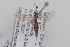  (Scambus pomorum - HYMNI3877)  @11 [ ] Creative Commons  Attribution Non-Commercial Share-Alike (2025) NTNU University Museum, Department of Natural History NTNU University Museum, Department of Natural History