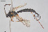  ( - HYMNI3878)  @11 [ ] Creative Commons  Attribution Non-Commercial Share-Alike (2025) NTNU University Museum, Department of Natural History NTNU University Museum, Department of Natural History