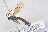  ( - HYMNI3886)  @11 [ ] Creative Commons  Attribution Non-Commercial Share-Alike (2025) NTNU University Museum, Department of Natural History NTNU University Museum, Department of Natural History