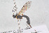  ( - HYMNI3887)  @11 [ ] Creative Commons  Attribution Non-Commercial Share-Alike (2025) NTNU University Museum, Department of Natural History NTNU University Museum, Department of Natural History