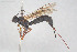  ( - HYMNI3888)  @11 [ ] Creative Commons  Attribution Non-Commercial Share-Alike (2025) NTNU University Museum, Department of Natural History NTNU University Museum, Department of Natural History
