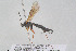  ( - HYMNI3889)  @11 [ ] Creative Commons  Attribution Non-Commercial Share-Alike (2025) NTNU University Museum, Department of Natural History NTNU University Museum, Department of Natural History