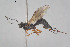  ( - HYMNI3890)  @11 [ ] Creative Commons  Attribution Non-Commercial Share-Alike (2025) NTNU University Museum, Department of Natural History NTNU University Museum, Department of Natural History