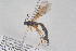  ( - HYMNI3892)  @11 [ ] Creative Commons  Attribution Non-Commercial Share-Alike (2025) NTNU University Museum, Department of Natural History NTNU University Museum, Department of Natural History