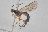  ( - HYMNI3893)  @11 [ ] Creative Commons  Attribution Non-Commercial Share-Alike (2025) NTNU University Museum, Department of Natural History NTNU University Museum, Department of Natural History