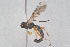  ( - HYMNI3909)  @11 [ ] Creative Commons  Attribution Non-Commercial Share-Alike (2025) NTNU University Museum, Department of Natural History NTNU University Museum, Department of Natural History