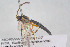  ( - HYMNI3910)  @11 [ ] Creative Commons  Attribution Non-Commercial Share-Alike (2025) NTNU University Museum, Department of Natural History NTNU University Museum, Department of Natural History