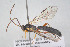  ( - HYMNI3911)  @11 [ ] Creative Commons  Attribution Non-Commercial Share-Alike (2025) NTNU University Museum, Department of Natural History NTNU University Museum, Department of Natural History
