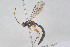  (Tromatobia ovivoria - HYMNI3912)  @11 [ ] Creative Commons  Attribution Non-Commercial Share-Alike (2025) NTNU University Museum, Department of Natural History NTNU University Museum, Department of Natural History