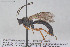  ( - HYMNI3916)  @11 [ ] Creative Commons  Attribution Non-Commercial Share-Alike (2025) NTNU University Museum, Department of Natural History NTNU University Museum, Department of Natural History
