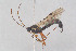  ( - HYMNI3917)  @11 [ ] Creative Commons  Attribution Non-Commercial Share-Alike (2025) NTNU University Museum, Department of Natural History NTNU University Museum, Department of Natural History