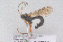  ( - HYMNI3919)  @11 [ ] Creative Commons  Attribution Non-Commercial Share-Alike (2025) NTNU University Museum, Department of Natural History NTNU University Museum, Department of Natural History