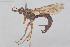  ( - HYMNI3920)  @11 [ ] Creative Commons  Attribution Non-Commercial Share-Alike (2025) NTNU University Museum, Department of Natural History NTNU University Museum, Department of Natural History