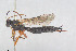  ( - HYMNI3935)  @11 [ ] Creative Commons  Attribution Non-Commercial Share-Alike (2025) NTNU University Museum, Department of Natural History NTNU University Museum, Department of Natural History