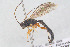  ( - HYMNI3936)  @11 [ ] Creative Commons  Attribution Non-Commercial Share-Alike (2025) NTNU University Museum, Department of Natural History NTNU University Museum, Department of Natural History