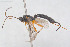  (Iseropus strecorator - HYMNI3937)  @11 [ ] Creative Commons  Attribution Non-Commercial Share-Alike (2025) NTNU University Museum, Department of Natural History NTNU University Museum, Department of Natural History