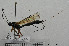  (Atractogaster - HYMNI3949)  @11 [ ] Creative Commons  Attribution Non-Commercial Share-Alike (2025) NTNU University Museum, Department of Natural History NTNU University Museum, Department of Natural History