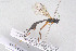  ( - HYMNI3950)  @11 [ ] Creative Commons  Attribution Non-Commercial Share-Alike (2025) NTNU University Museum, Department of Natural History NTNU University Museum, Department of Natural History