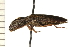  (Monocrepidius exsul - HLC-17296)  @15 [ ] CreativeCommons - Attribution (2008) Unspecified Centre for Biodiversity Genomics