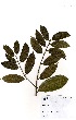  (Bridelia ferruginea - GH0010)  @11 [ ] No Rights Reserved  Unspecified Unspecified