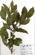  (Irvingia gabonensis - GH0043)  @11 [ ] No Rights Reserved  Unspecified Unspecified
