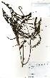  ( - GH0125)  @11 [ ] No Rights Reserved  Unspecified Unspecified