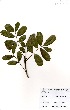  (Zanthoxylum zanthoxyloides - GH0192)  @11 [ ] No Rights Reserved  Unspecified Unspecified