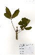  ( - GH0199)  @11 [ ] No Rights Reserved  Unspecified Unspecified