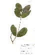  (Afzelia africana - GH0219)  @11 [ ] No Rights Reserved  Unspecified Unspecified