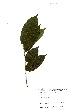  ( - GH0252)  @11 [ ] No Rights Reserved  Unspecified Unspecified