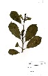  ( - GH0295)  @11 [ ] No Rights Reserved  Unspecified Unspecified