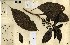  (Grossera - FHO-00002989S)  @11 [ ] Copyright (2013) Cicely Marshall Dept of Plant Sciences, University of Oxford