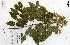  (Majidea fosterii - FHO-00020647J)  @11 [ ] Copyright (2013) Cicely Marshall Dept of Plant Sciences, University of Oxford