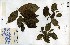  (Antidesma - FHO-00020668M)  @11 [ ] Copyright (2013) Cicely Marshall Dept of Plant Sciences, University of Oxford