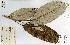  ( - FHO-00082323I)  @11 [ ] Copyright (2013) Cicely Marshall Dept of Plant Sciences, University of Oxford