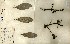  (Symphonia - FHO-00086030H)  @11 [ ] Copyright (2013) Cicely Marshall Dept of Plant Sciences, University of Oxford