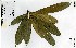  (Englerophytum oubanguiense - FHO-00098348W)  @11 [ ] Copyright (2013) Cicely Marshall Dept of Plant Sciences, University of Oxford