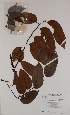  ( - BRLU-BS0974)  @11 [ ] CreativeCommons - Attribution Non-Commercial Share-Alike (2013) Unspecified Herbarium de l'Université Libre de Bruxelles