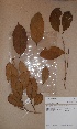  (Caloncoba glauca - BRLU-BS1021)  @11 [ ] CreativeCommons - Attribution Non-Commercial Share-Alike (2013) Unspecified Herbarium de l'Université Libre de Bruxelles