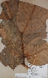  ( - BRLU-BS3193)  @11 [ ] CreativeCommons - Attribution Non-Commercial Share-Alike (2013) Unspecified Herbarium de l'Université Libre de Bruxelles