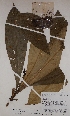  ( - BRLU-BS4275)  @11 [ ] CreativeCommons - Attribution Non-Commercial Share-Alike (2013) Unspecified Herbarium de l'Université Libre de Bruxelles