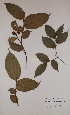  ( - BRLU-EB0528)  @11 [ ] CreativeCommons - Attribution Non-Commercial Share-Alike (2013) Unspecified Herbarium de l'Université Libre de Bruxelles