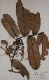  ( - BRLU-EB0790)  @11 [ ] CreativeCommons - Attribution Non-Commercial Share-Alike (2013) Unspecified Herbarium de l'Université Libre de Bruxelles