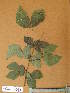  ( - FOLI_001)  @11 [ ] CreativeCommons - Attribution Non-Commercial Share-Alike (2013) Unspecified Herbarium de l'Université Libre de Bruxelles