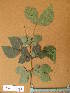  ( - FOLI_001)  @11 [ ] CreativeCommons - Attribution Non-Commercial Share-Alike (2013) Unspecified Herbarium de l'Université Libre de Bruxelles