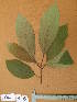  ( - FOLI036)  @11 [ ] CreativeCommons - Attribution Non-Commercial Share-Alike (2013) Unspecified Herbarium de l'Université Libre de Bruxelles