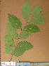  ( - FOLI061)  @11 [ ] CreativeCommons - Attribution Non-Commercial Share-Alike (2013) Unspecified Herbarium de l'Université Libre de Bruxelles