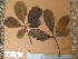  ( - FOLI073)  @11 [ ] CreativeCommons - Attribution Non-Commercial Share-Alike (2013) Unspecified Herbarium de l'Université Libre de Bruxelles